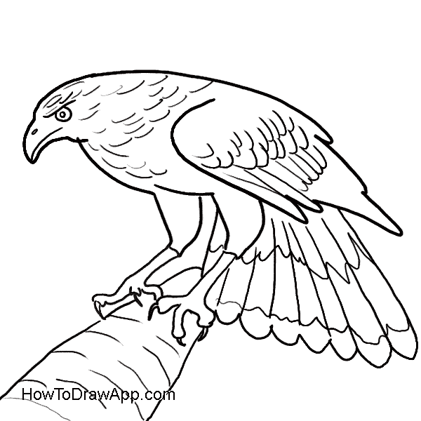 600x600 How To Draw An Easy Eagle By Steps