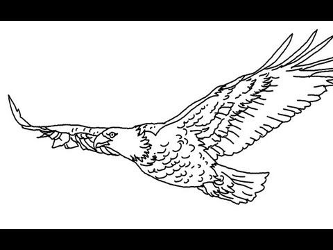 480x360 The Best Eagle Drawing Easy Ideas On Something