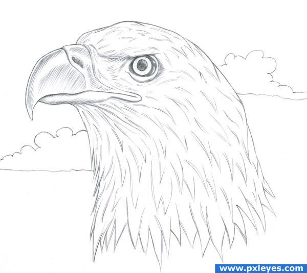 600x535 Bald Eagle Picture, By Spaceranger For Birds Drawing Contest
