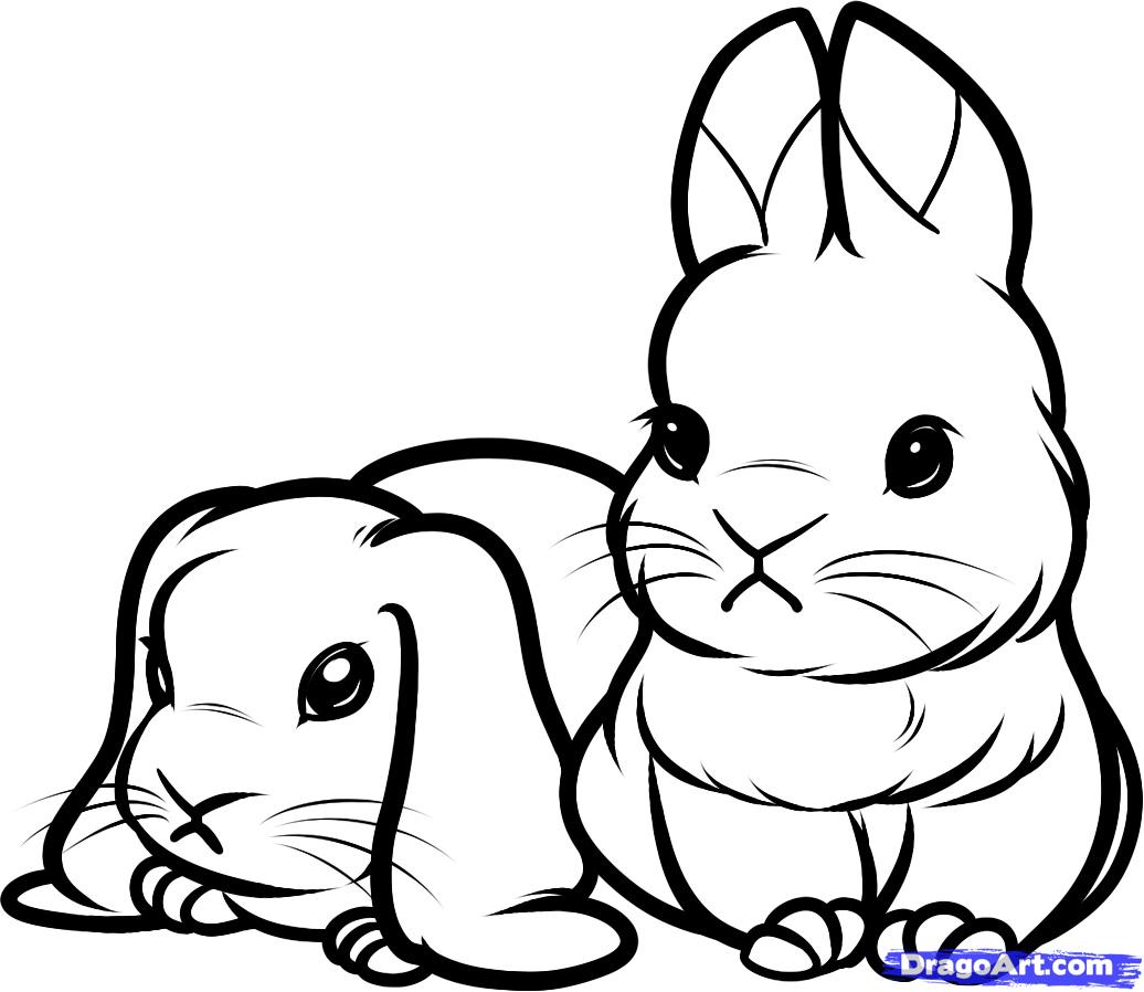 1036x898 How To Draw Baby Rabbits, Baby Rabbits, Step By Step, Forest