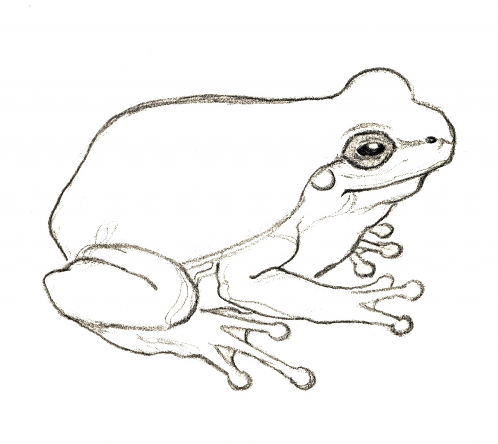 Top How To Draw A Simple Frog of the decade The ultimate guide ...