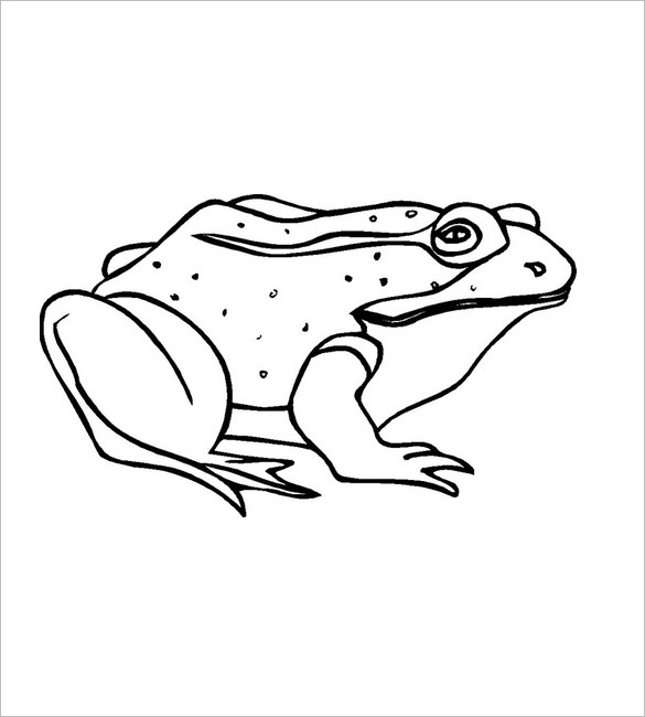 585x650 Frog Template