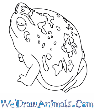 300x350 How To Draw A Desert Rain Frog