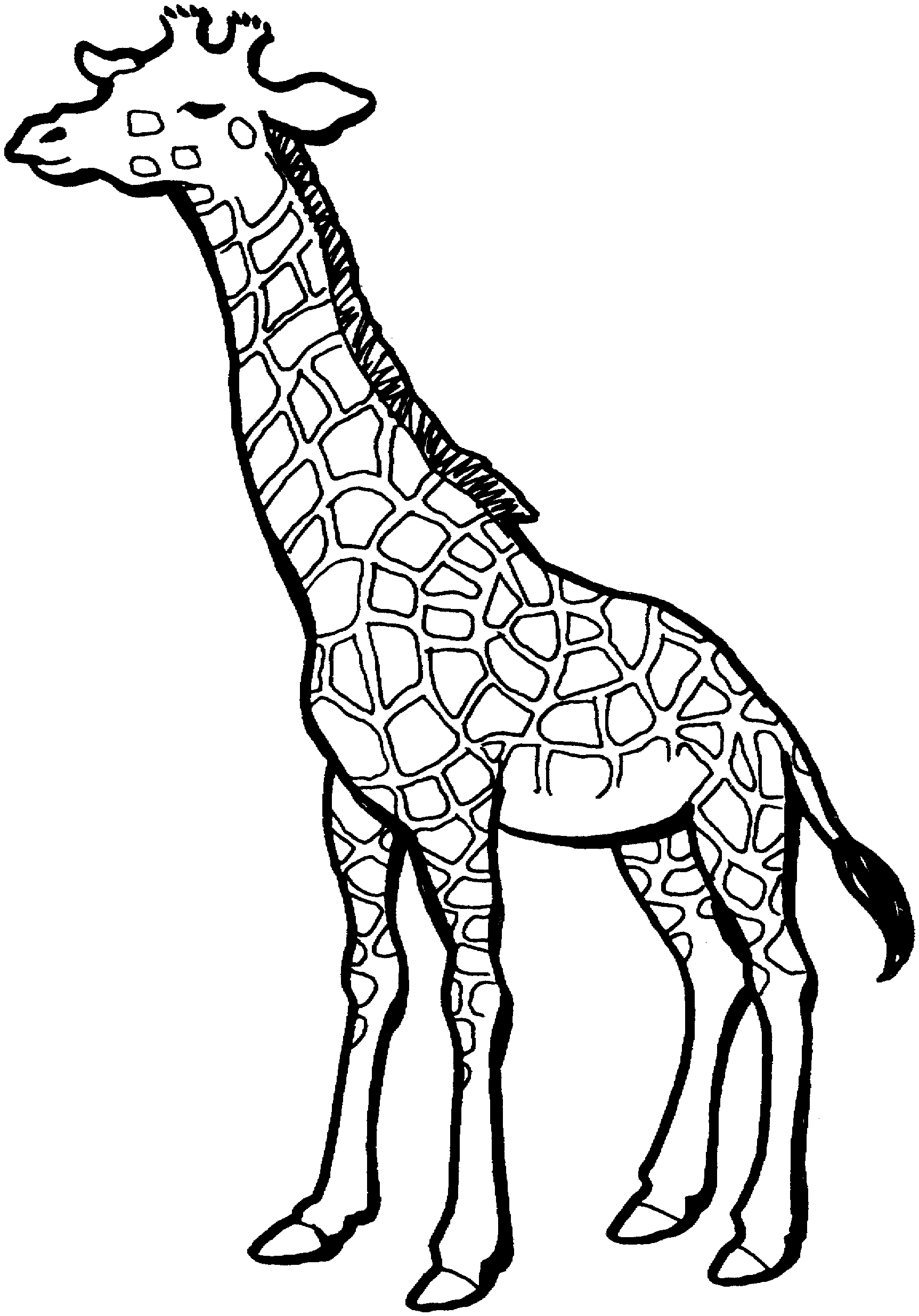 1725x2470 Giraffe Drawing