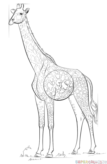 378x575 How To Draw A Realistic Giraffe Step By Step Drawing Tutorials