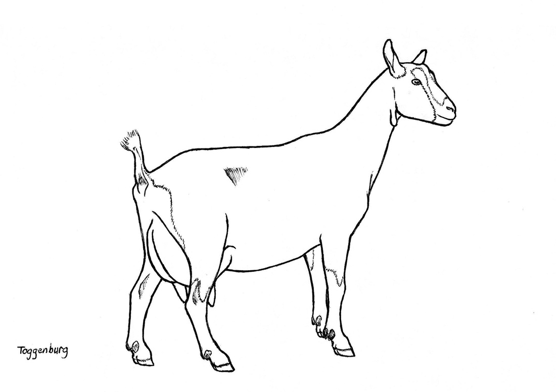 1100x776 Goat Drawings