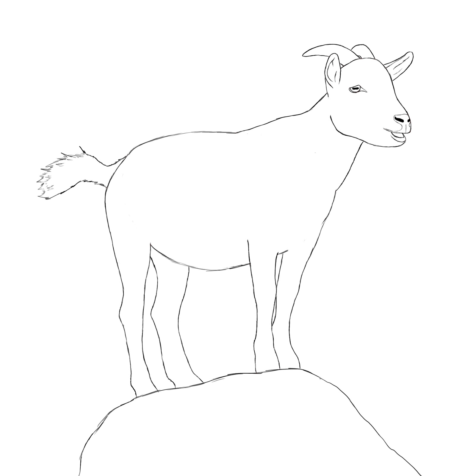 1600x1600 How To Draw A Goat Goats, Drawings And Animal