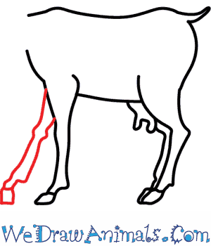 300x350 How To Draw A Goat