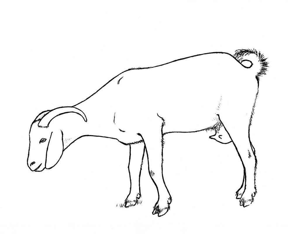 985x800 Other Goat Drawings
