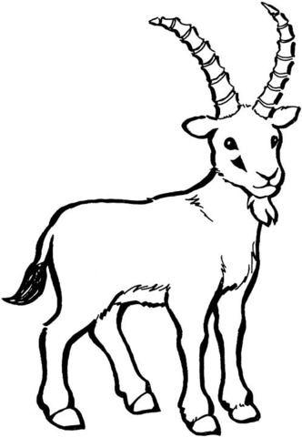 332x480 Wild Goat Coloring Page Free Printable Coloring Pages