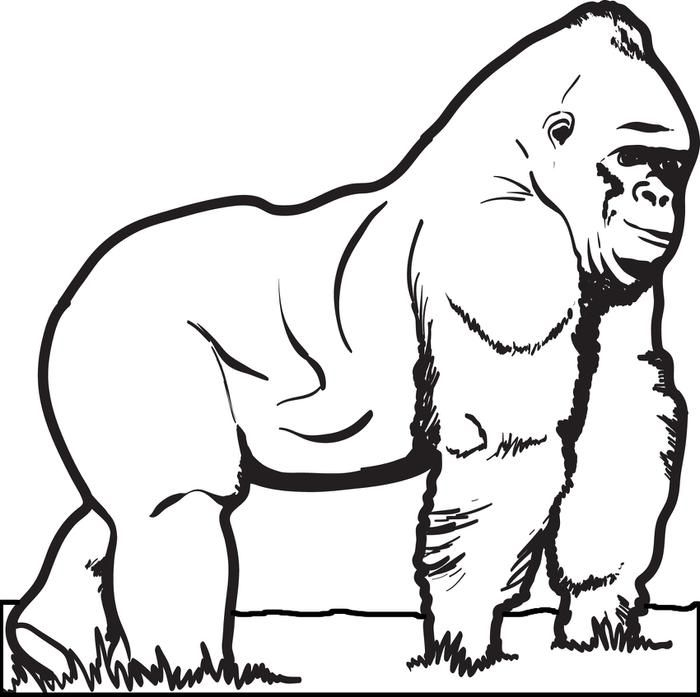 700x697 Gorilla Face Coloring Page