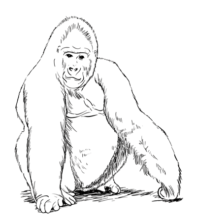 400x454 How To Draw A Gorilla Sketchbook Challenge 36