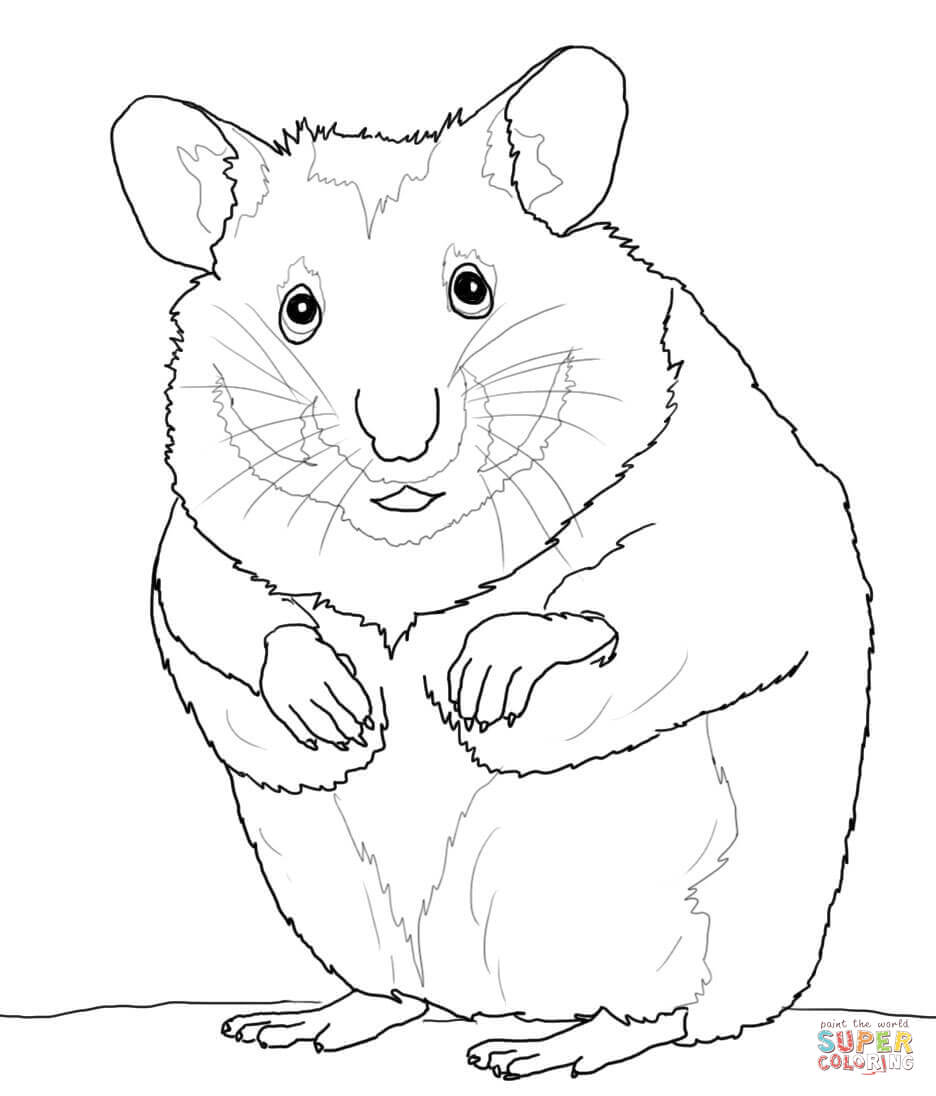 936x1096 Hamsters Coloring Pages Free Coloring Pages