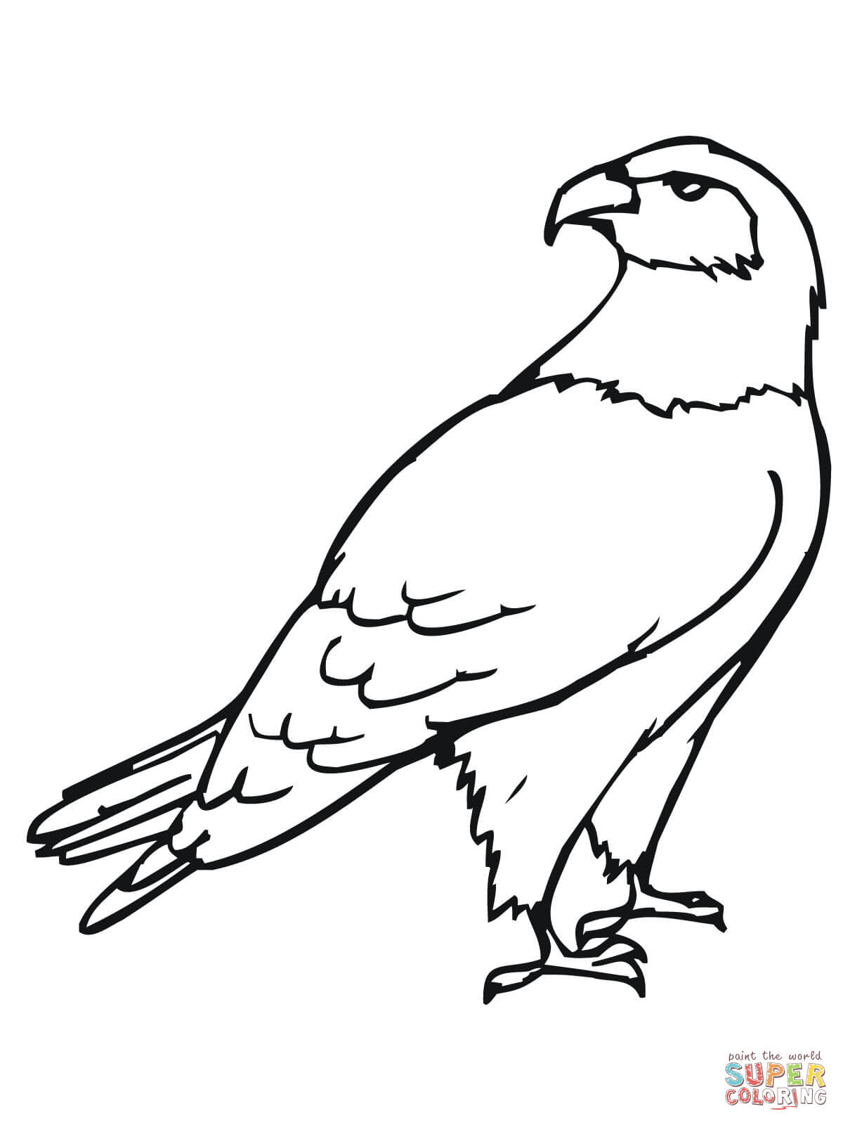 1200x1600 Hawk Bird Coloring Page Free Printable Coloring Pages