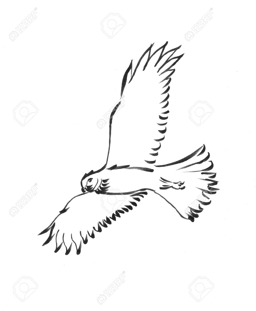 1071x1300 Image Result For Hawk Drawing Drawing Inspiration