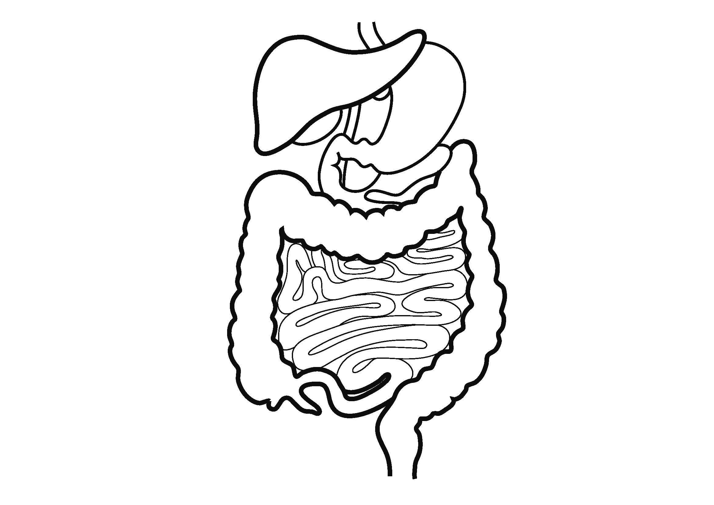 2339x1654 Drawing Of The Digestive System Human Digestive System Drawing