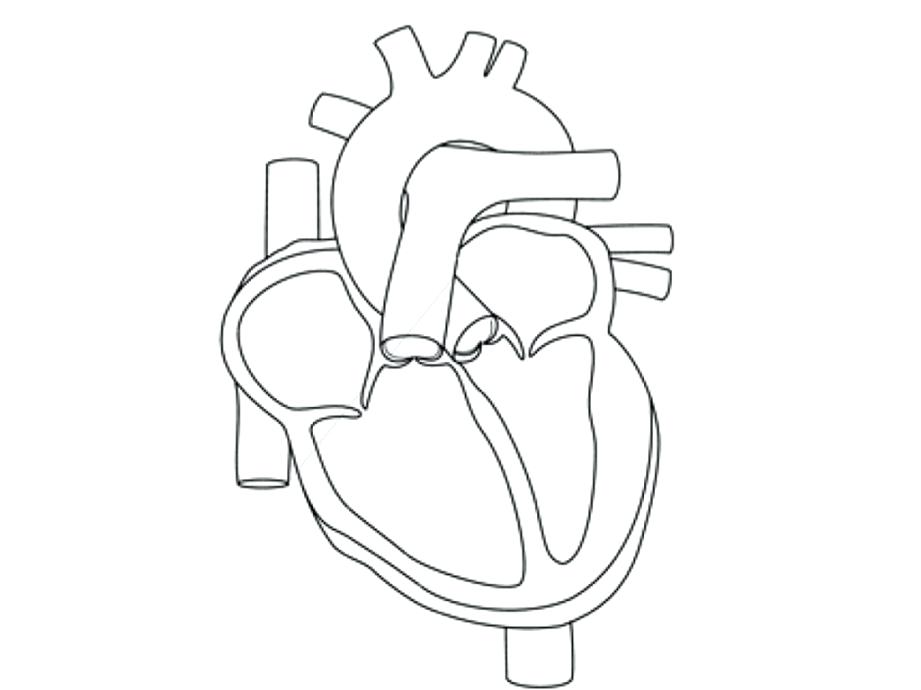 921x690 Heart Anatomy Coloring Pages Hearts Coloring Pages Heart Clip Art
