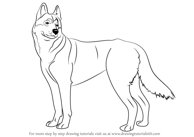 Easy Husky Drawing at GetDrawings | Free download