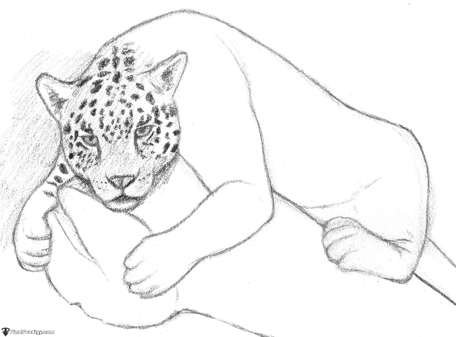 1461x1080 How To Draw A Jaguar