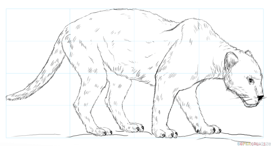 900x486 How To Draw A Black Panther Step By Step Drawing Tutorials