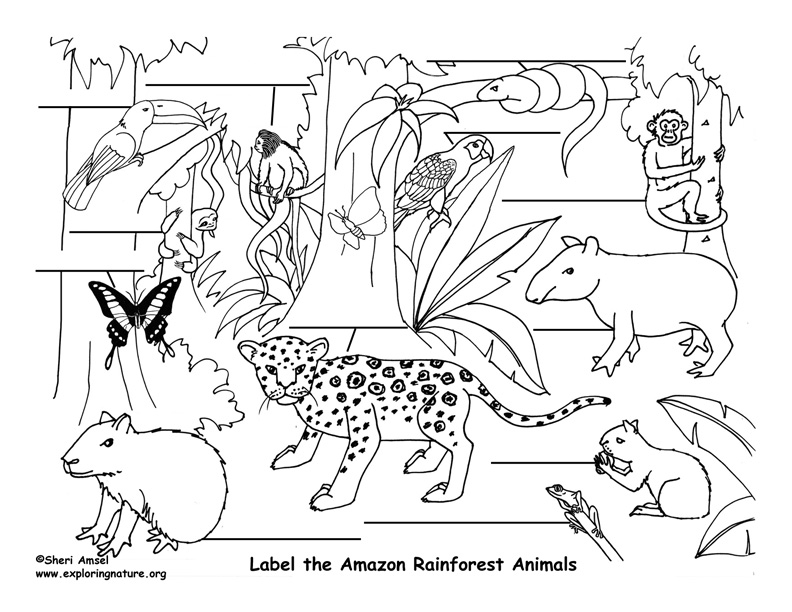 792x612 Amazon Rainforest Animals Labeling