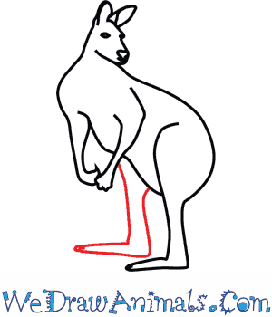 300x350 How To Draw A Red Kangaroo