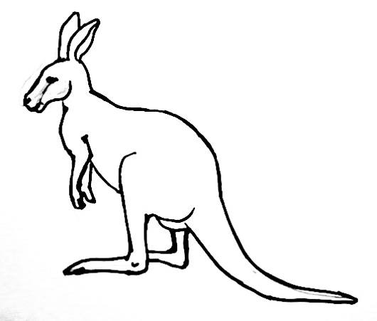 530x451 Picture Of Kangaroo Drawing And Crafts Kangaroos
