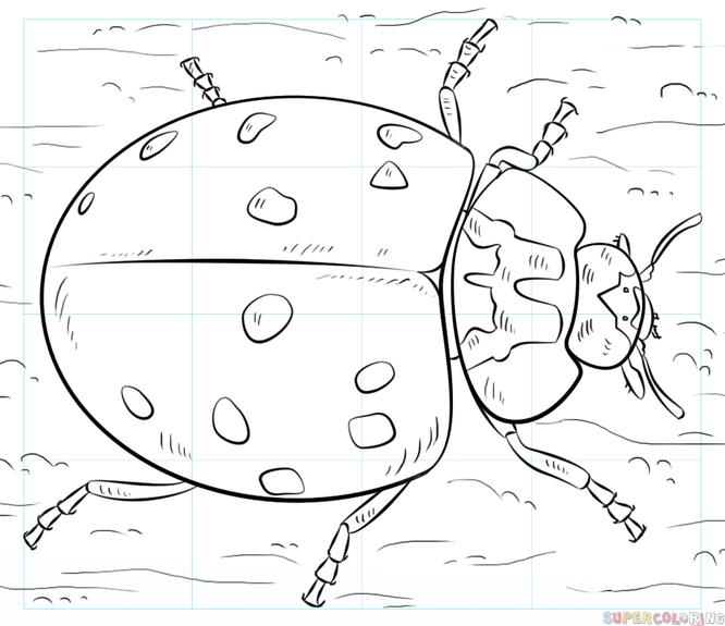 666x575 How To Draw A Ladybug Step By Step Drawing Tutorials