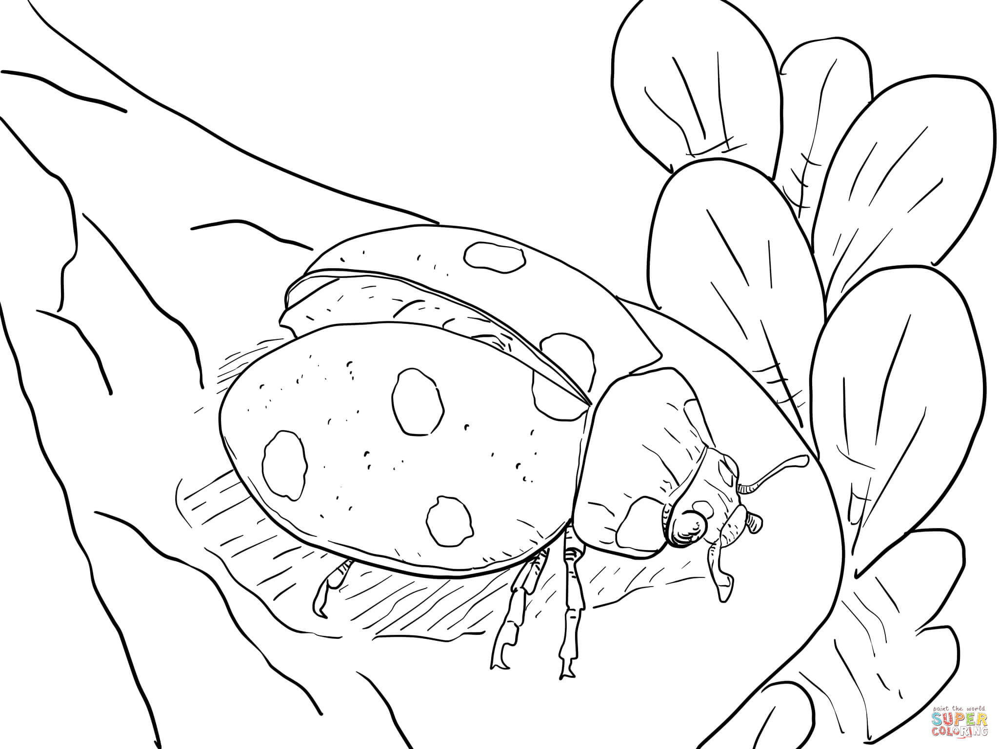2048x1536 Ladybug Coloring Pages Free Coloring Pages