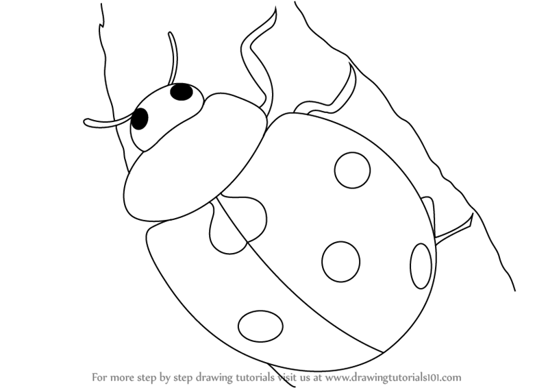 800x566 Learn How To Draw A Ladybug (Insects) Step By Step Drawing Tutorials