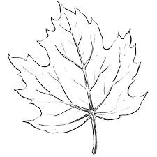 225x225 Image Result For How To Draw A Realistic Leaf Step By Step Lets