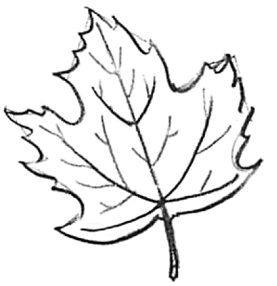 400x413 Step 4 Drawing Leaves Wtih Easy Instructions Drawings
