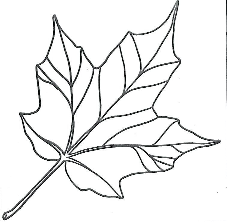 757x742 Top Rated Leaves Coloring Pages Pictures Drawn Leaf Easy Leaf