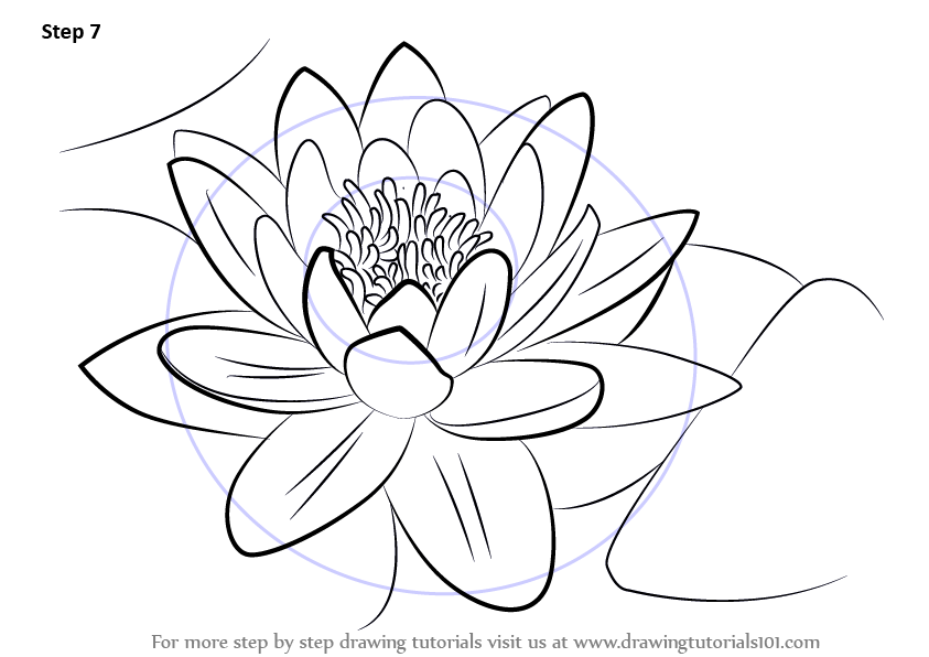 843x596 Learn How To Draw A Water Lily (Lily) Step By Step Drawing Tutorials