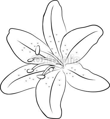 369x400 Lily Drawing Outlineone Simple Lily Flowers Freehand Vector