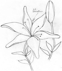 218x250 How To Draw A Lily Flower Step 4. Easy Lily Tattoo Drawing Youtube