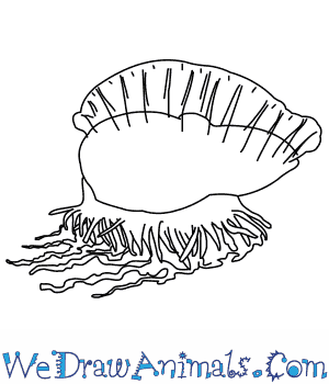 300x350 How To Draw A Portuguese Man O' War