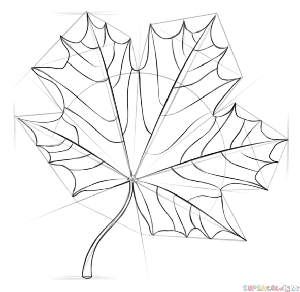 591x575 How To Draw A Maple Leaf Step By Step Drawing Tutorials