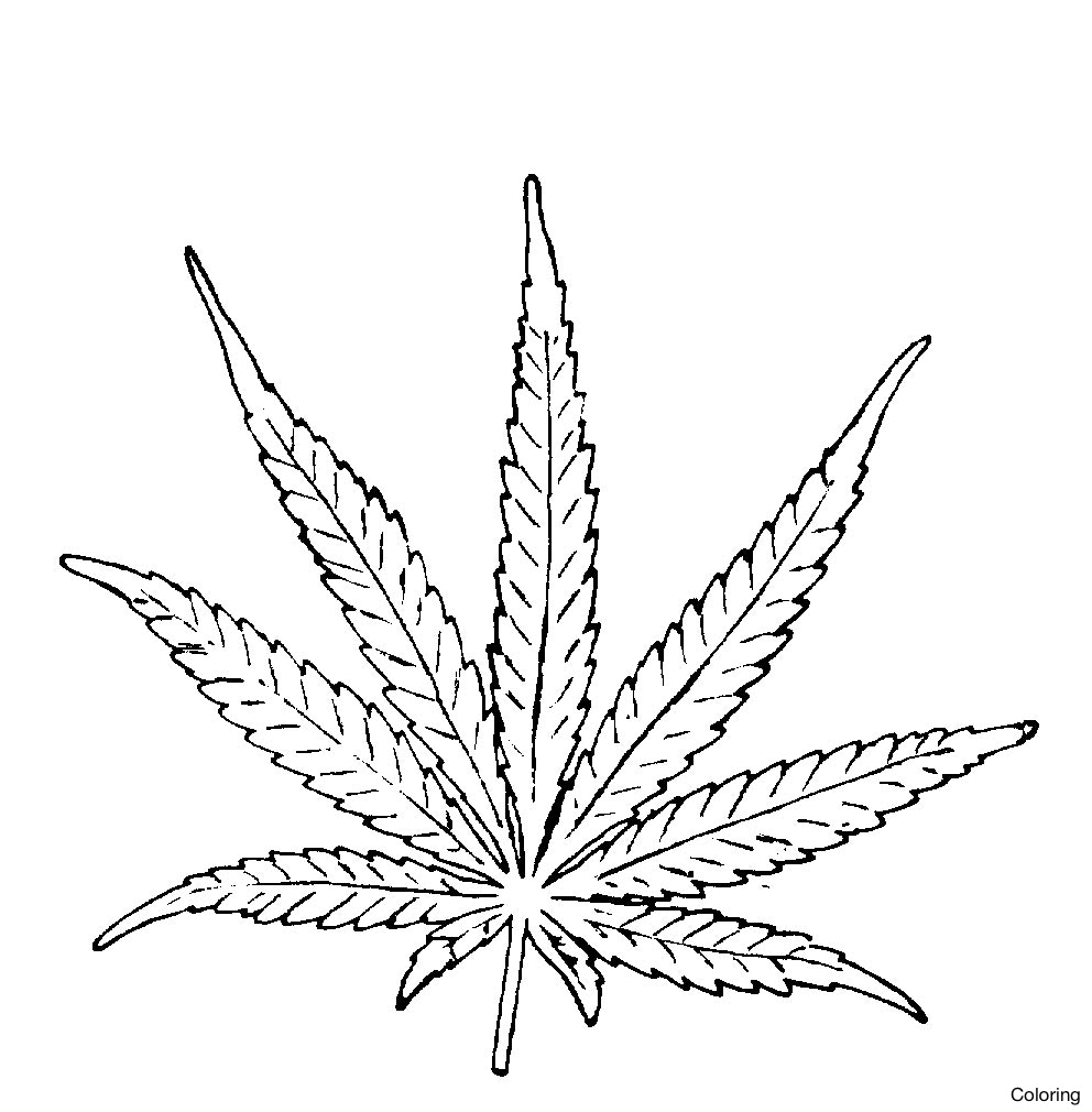 992x1010 Drawing Of A Maple Leaf 1 Leaves Coloring How To Draw In Adobe