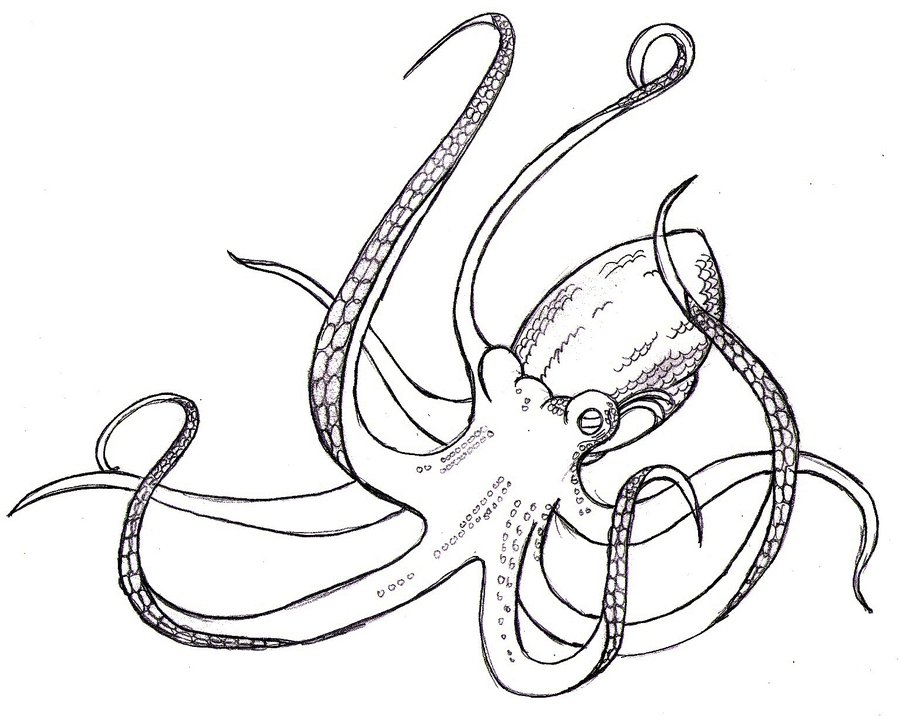 900x717 How To Draw An Octopus Giant Octopus How To Draw. Home Decor