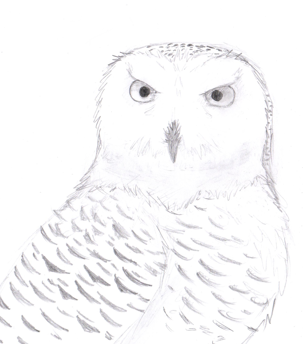 1024x1162 Snowy Owl By Sapphireclaw