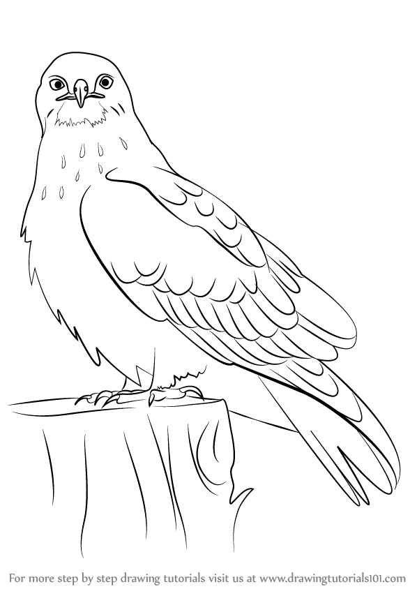 598x844 Bird Drawing Step By Step. Download Image Realistic Owl Step. How