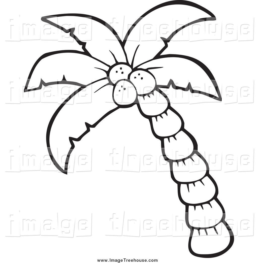 1024x1044 Coconut Tree Clipart Black And White