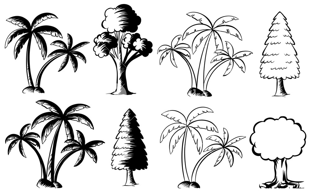 1000x619 Different Types Of Trees Illustration Royalty Free Stock Image