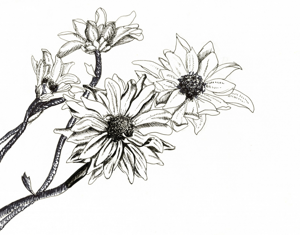 1024x804 Flower Drawing In Pen Easy Flower Drawing With Pen