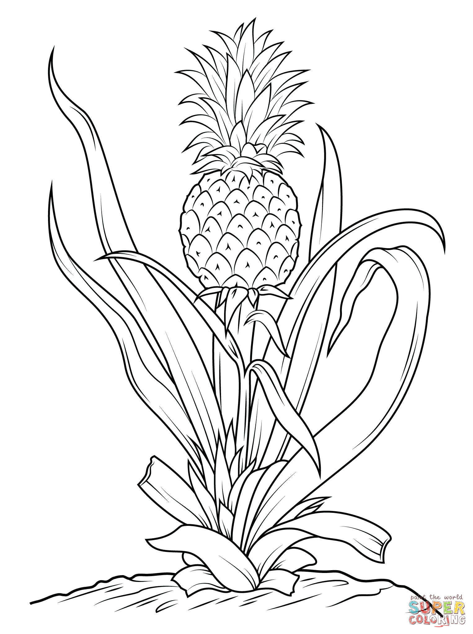1526x2046 Pineapple Tree Coloring Page Free Printable Coloring Pages