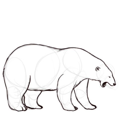 500x500 Dessiner Un Ours Polaire Animation, Journal And Sketches