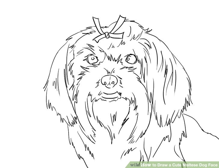 728x558 How To Draw A Cute Maltese Dog Face 12 Steps (With Pictures)