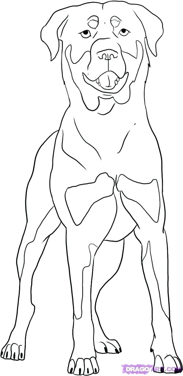 588x1207 Rottweiler Puppy Coloring Pages Yorkie Puppy Coloring Pages