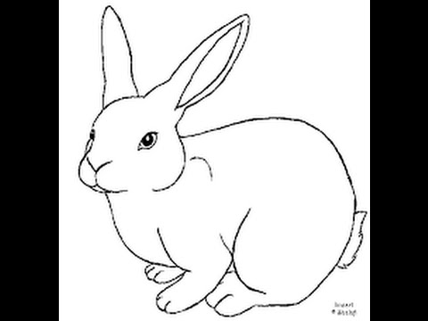 480x360 How To Draw The Rabbit, Draw The Rabbit, Easy 100%